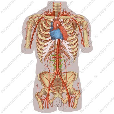 Lumbar arteries (aa. lumbales)